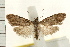  (Nola pleurosema - IM08-1648)  @15 [ ] CreativeCommons - Attribution (2008) Unspecified Centre for Biodiversity Genomics