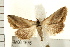 ( - IM08-1676)  @13 [ ] CreativeCommons - Attribution (2008) Unspecified Centre for Biodiversity Genomics