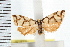  ( - IM08-1180)  @13 [ ] CreativeCommons - Attribution (2008) Unspecified Centre for Biodiversity Genomics