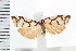  ( - IM08-1196)  @13 [ ] CreativeCommons - Attribution (2008) Unspecified Centre for Biodiversity Genomics