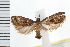  ( - IM08-1225)  @12 [ ] CreativeCommons - Attribution (2008) Unspecified Centre for Biodiversity Genomics