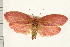  ( - IM08-1784)  @14 [ ] CreativeCommons - Attribution (2008) Unspecified Centre for Biodiversity Genomics