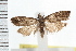  ( - IM08-1241)  @13 [ ] CreativeCommons - Attribution (2008) Unspecified Centre for Biodiversity Genomics