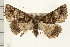  ( - IM08-1862)  @14 [ ] CreativeCommons - Attribution (2008) Unspecified Centre for Biodiversity Genomics
