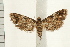  ( - IM08-2285)  @13 [ ] CreativeCommons - Attribution (2008) Unspecified Centre for Biodiversity Genomics