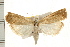  ( - IM08-2335)  @15 [ ] CreativeCommons - Attribution (2008) Unspecified Centre for Biodiversity Genomics