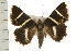  ( - IM08-2342)  @14 [ ] CreativeCommons - Attribution (2008) Unspecified Centre for Biodiversity Genomics