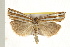 ( - IM08-2370)  @13 [ ] CreativeCommons - Attribution (2008) Unspecified Centre for Biodiversity Genomics