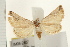  ( - IM08-2407)  @14 [ ] CreativeCommons - Attribution (2008) Unspecified Centre for Biodiversity Genomics