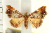  ( - IM08-2448)  @13 [ ] CreativeCommons - Attribution (2008) Unspecified Centre for Biodiversity Genomics