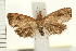  ( - IM08-2493)  @13 [ ] CreativeCommons - Attribution (2008) Unspecified Centre for Biodiversity Genomics