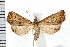  (Progonia - IM08-1342)  @15 [ ] CreativeCommons - Attribution (2008) Unspecified Centre for Biodiversity Genomics