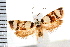  ( - IM08-1373)  @12 [ ] CreativeCommons - Attribution (2008) Unspecified Centre for Biodiversity Genomics