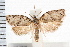  ( - IM08-1375)  @14 [ ] CreativeCommons - Attribution (2008) Unspecified Centre for Biodiversity Genomics