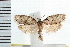  ( - IM08-1437)  @13 [ ] CreativeCommons - Attribution (2008) Unspecified Centre for Biodiversity Genomics