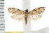  ( - IM08-1506)  @13 [ ] CreativeCommons - Attribution (2008) Unspecified Centre for Biodiversity Genomics