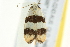  ( - IM12-0243)  @12 [ ] CreativeCommons - Attribution (2012) CBG Photography Group Centre for Biodiversity Genomics
