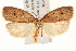  ( - IM08-1589)  @11 [ ] CreativeCommons - Attribution (2012) CBG Photography Group Centre for Biodiversity Genomics