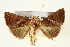  ( - IM11-0005)  @14 [ ] CreativeCommons - Attribution (2012) CBG Photography Group Centre for Biodiversity Genomics