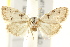  ( - IM11-0021)  @12 [ ] CreativeCommons - Attribution (2012) CBG Photography Group Centre for Biodiversity Genomics