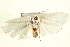  ( - IM11-0053)  @13 [ ] CreativeCommons - Attribution (2012) CBG Photography Group Centre for Biodiversity Genomics