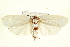  ( - IM11-0054)  @13 [ ] CreativeCommons - Attribution (2012) CBG Photography Group Centre for Biodiversity Genomics