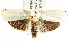  ( - IM11-0058)  @13 [ ] CreativeCommons - Attribution (2012) CBG Photography Group Centre for Biodiversity Genomics