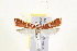  ( - IM11-0073)  @14 [ ] CreativeCommons - Attribution (2012) CBG Photography Group Centre for Biodiversity Genomics