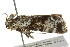  ( - IM11-0128)  @12 [ ] CreativeCommons - Attribution (2012) CBG Photography Group Centre for Biodiversity Genomics