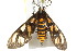  ( - IM11-0129)  @13 [ ] CreativeCommons - Attribution (2012) CBG Photography Group Centre for Biodiversity Genomics
