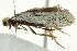  ( - IM11-0132)  @13 [ ] CreativeCommons - Attribution (2012) CBG Photography Group Centre for Biodiversity Genomics