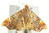  ( - IM11-0138)  @13 [ ] CreativeCommons - Attribution (2012) CBG Photography Group Centre for Biodiversity Genomics