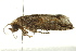  ( - IM11-0157)  @13 [ ] CreativeCommons - Attribution (2012) CBG Photography Group Centre for Biodiversity Genomics