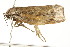  ( - IM11-0228)  @12 [ ] CreativeCommons - Attribution (2012) CBG Photography Group Centre for Biodiversity Genomics