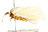  ( - IM11-0270)  @13 [ ] CreativeCommons - Attribution (2012) CBG Photography Group Centre for Biodiversity Genomics