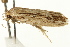  ( - IM11-0275)  @13 [ ] CreativeCommons - Attribution (2012) CBG Photography Group Centre for Biodiversity Genomics