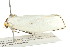  ( - IM11-0279)  @12 [ ] CreativeCommons - Attribution (2012) CBG Photography Group Centre for Biodiversity Genomics