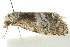  ( - IM11-0306)  @12 [ ] CreativeCommons - Attribution (2012) CBG Photography Group Centre for Biodiversity Genomics