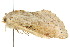  ( - IM12-0005)  @12 [ ] CreativeCommons - Attribution (2012) CBG Photography Group Centre for Biodiversity Genomics