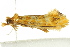  ( - IM12-0033)  @13 [ ] CreativeCommons - Attribution (2012) CBG Photography Group Centre for Biodiversity Genomics