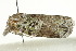 ( - IM12-0084)  @13 [ ] CreativeCommons - Attribution (2012) CBG Photography Group Centre for Biodiversity Genomics