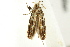  (Limnaecia sp. GC14 - IM12-0130)  @13 [ ] CreativeCommons - Attribution (2012) CBG Photography Group Centre for Biodiversity Genomics