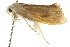  ( - IM12-0158)  @13 [ ] CreativeCommons - Attribution (2012) CBG Photography Group Centre for Biodiversity Genomics
