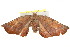 ( - IM12-0206)  @13 [ ] CreativeCommons - Attribution (2012) CBG Photography Group Centre for Biodiversity Genomics