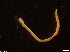  (Apionsoma - IMSA13)  @11 [ ] Unspecified (default): All Rights Reserved  Unspecified Middle East Technical University, Institute of Marine Sciences, Mersin, TURKEY