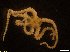  ( - IMSA24)  @11 [ ] Unspecified (default): All Rights Reserved  Unspecified Middle East Technical University, Institute of Marine Sciences, Mersin, TURKEY
