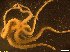  ( - IMSA5)  @11 [ ] Unspecified (default): All Rights Reserved  Unspecified Middle East Technical University, Institute of Marine Sciences, Mersin, TURKEY