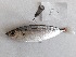  (Equulites elongatus - Eq-1)  @14 [ ] Unspecified (default): All Rights Reserved  Unspecified Middle East Technical University, Institude of Marine Science