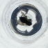  (Rhamphomyia tarsata - IMSP_029_C6)  @11 [ ] by  Genome Research Ltd as Wellcome Sanger Institute Genome Research Limited operating as Wellcome Sanger Institute