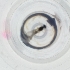  ( - IMSP_029_F12)  @11 [ ] by  Genome Research Ltd as Wellcome Sanger Institute Genome Research Limited operating as Wellcome Sanger Institute